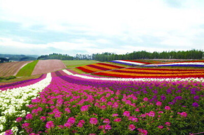 北海道花海