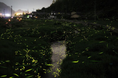 尤记得小时侯在炎热的夏夜，时常会在片片虫鸣蛙叫声中追逐忽闪忽闪的萤光虫，有时把它们封存在玻璃罐中、有时握于手心抓了又放放了又抓。但现在已然记不得有多少年不再看见过萤光闪烁，即有心寻找、也亦难觅踪影，因…