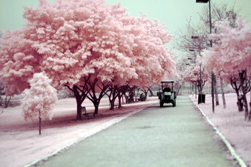 pink street