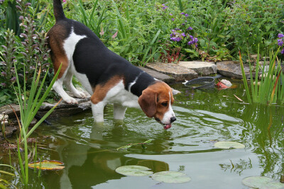 By KerstinWellekÃ¶tter（Fibroblast）-题目：Berry in the pond...