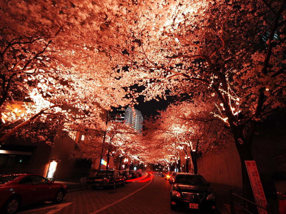 夜櫻~日本街道的夜色~