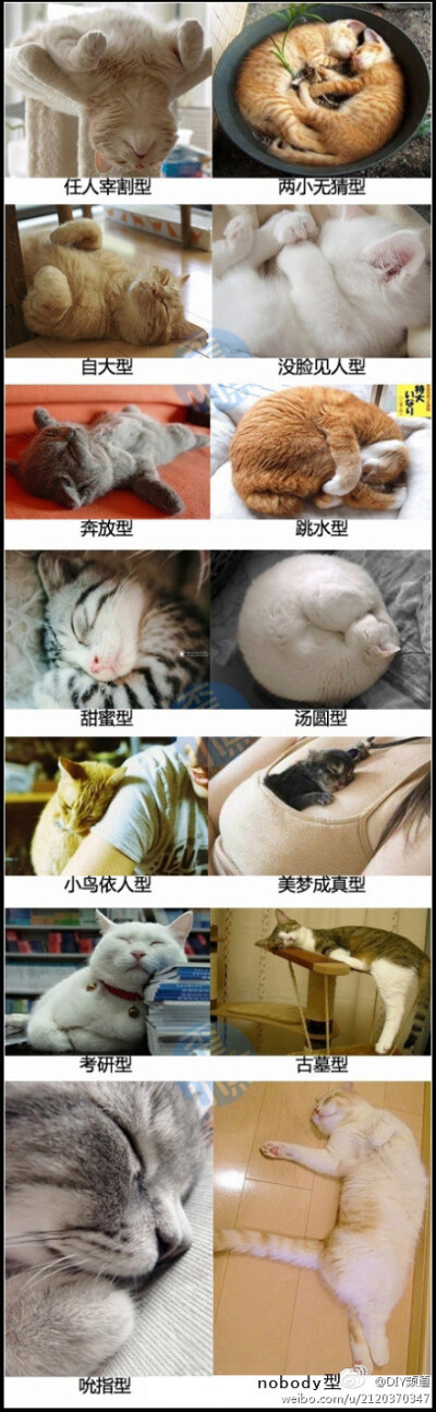 猫咪销魂睡姿14式，果断收藏了～