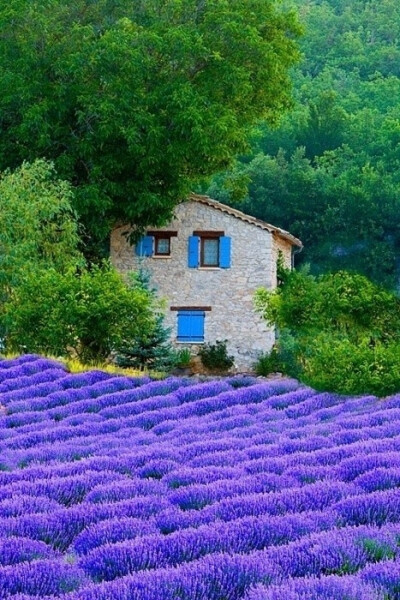 紫色的梦幻，又因为旁边的小屋而真实