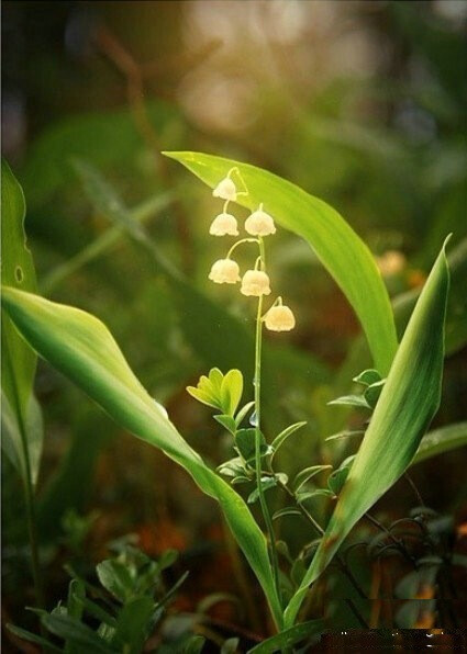 要记得铃兰的花语—— 一定要幸福