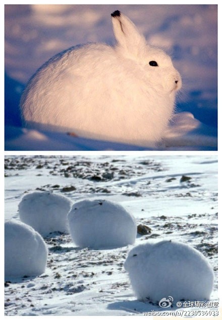 北极兔(Arctic hare)，是一种适应了北极和山地环境的兔子。肥肥的，耳朵和后肢小，有的还没有尾巴，看上去非常可爱！据说北极兔的耳朵根据不同的位置与姿能传达出不同的信息，用这种方法来和同伴随时交流。你被萌到了没？