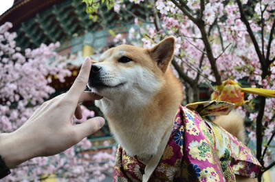 狗狗也要过新年