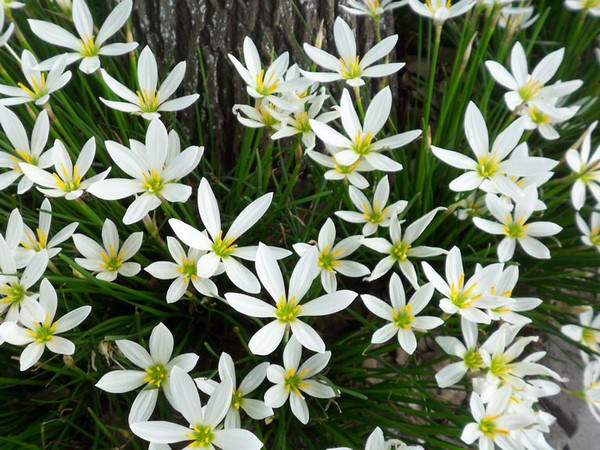 葱兰别名：莲、玉帘、白花菖蒲莲 多年生的常绿球根花卉。原产美洲，江南地区最常见的地被植物。花期长，常用作花坛的镶边材料，也宜绿地丛植，最宜作林下半阴处的地被植物，或于庭院小径旁栽植。