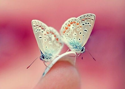 我想，我是一只蝴蝶，回来就是为了寻找我的归宿。