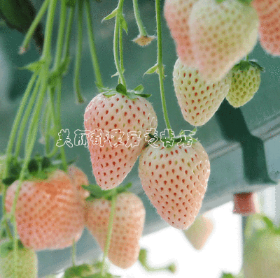 盆栽果树苗 白草莓/菠萝草莓苗 好吃极啦