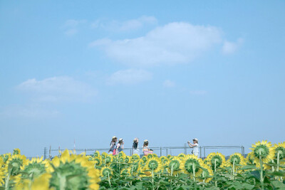 【PP熊大宝】向日葵 花田