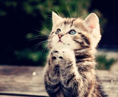 猫咪的祈祷