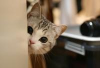 藏在墙后面滴喵~