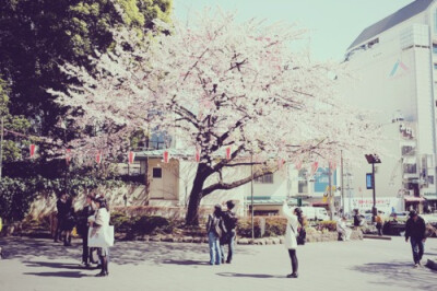 停留 。Sakura 。