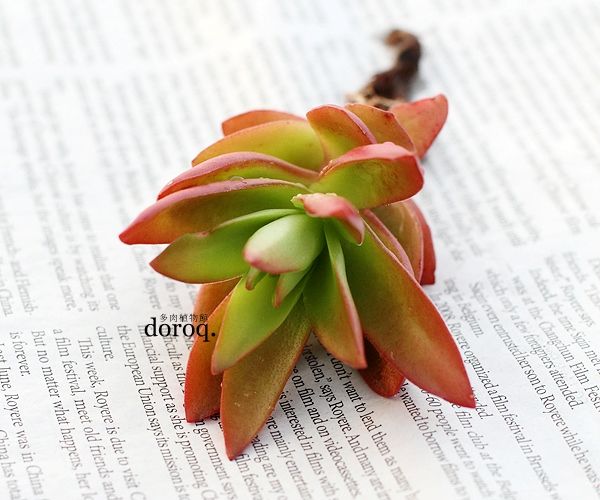 C. erosula 'Campfire'【火祭】 Crassula erosula 'Campfire'【火祭】景天科青锁龙属，长圆形的叶片，在冬春季节阳光充足的条件下，呈现美丽的红色。光线不足的地方，虽然也能生长，但茎会拔高柔弱，色彩也会比较平淡。春秋生长季节土干透再浇透水，夏天要减少浇水，保持盆土微干，并且避免暴晒。冬季放在室内向阳处。