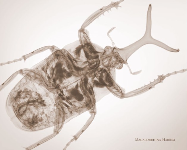 nick veasey的作品 insects 系列