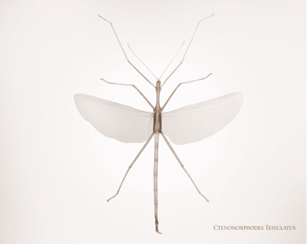 nick veasey的作品 insects 系列