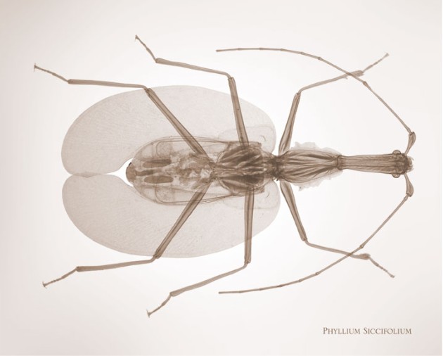 nick veasey的作品 insects 系列