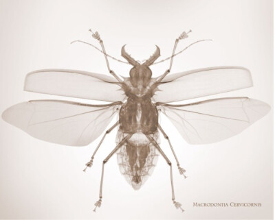 nick veasey的作品 insects 系列