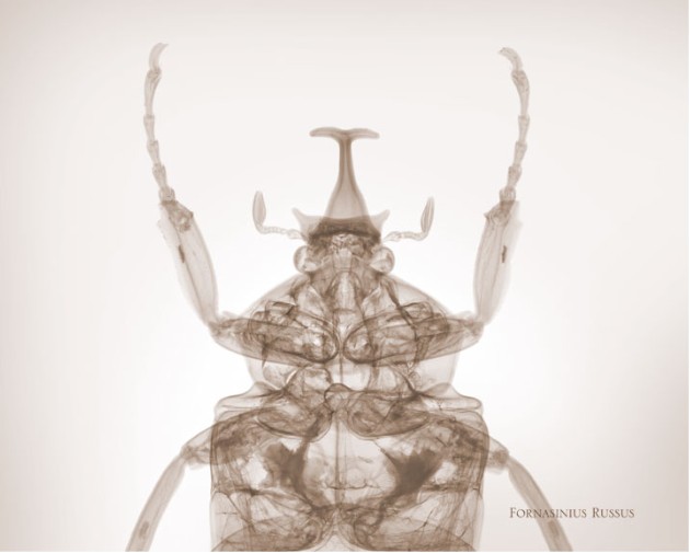 nick veasey的作品 insects 系列