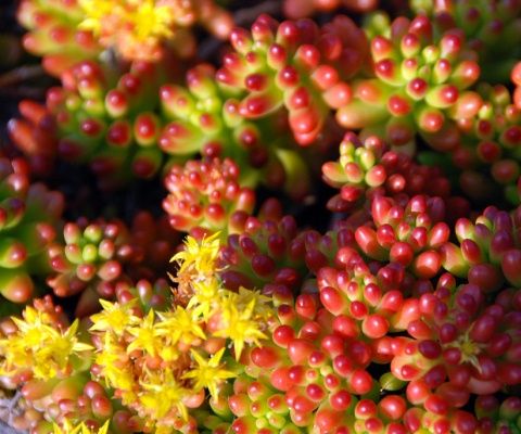 Sedum rubrotinctu【虹之玉】 景天科景天属【虹之玉】Sedum rubrotinctum 婴儿手指一般的叶子，在春天到夏天的繁殖期里呈美丽的绿色。秋冬开始红叶，阳光充分且干燥的环境下能愈发变成红色。如果阳光不足，植物的茎会伸长。能从掉落下来的叶子上发根，种植简单。土完全干了再浇水，夏季避免暴晒。冬季气温低时也要减少浇水。花是黄色的星形，在春天开放。