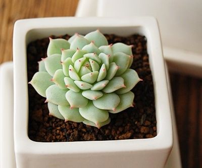 E. derenbergi【静夜】 景天科拟石莲花属【静夜】Echeveria derenbergii 拥有紧凑而美丽姿态的一种植物。属于景天科里石莲花属植物中较小的类型，不会长很大。怕热，夏天容易被晒死所以放在半阴凉处，怕潮湿，叶子很漂亮，怕热长的也比较慢，但是体型小很可爱。