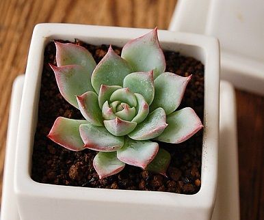 E. chihuahuaensis【吉娃娃】 景天科拟石莲花属【吉娃娃】Echeveria chihuahuaensis 又称杨贵妃，夏天不能浇过多的水。其生长慢因而土壤不必含过多肥分。冬季较耐寒。早春是该种最美丽的季节，也是繁殖的好时机，将壮实叶取下平放，很快生根出芽，但长成独立的植株时间较长。