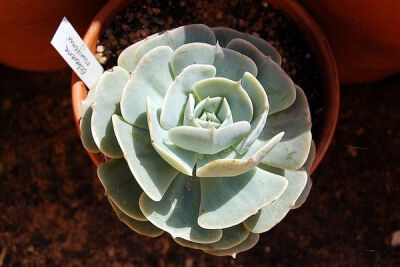 Echeveria runyonii【鲁氏石莲花】 景天科拟石莲花属【鲁氏石莲花】 Echeveria runyonii 原产墨西哥，叶匙形，比较垂直，灰白色，叶缘没有红色，生长迅速。