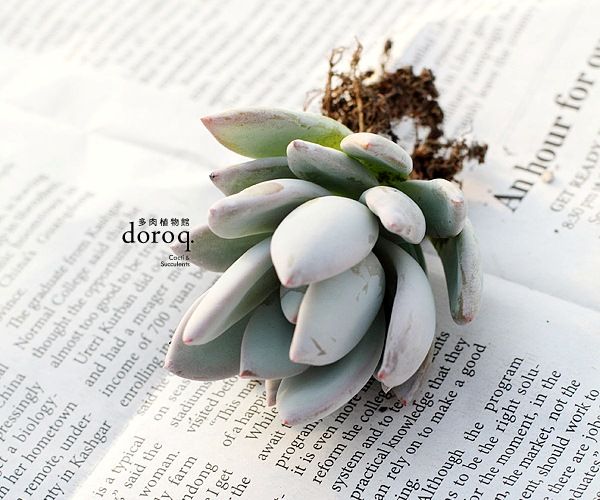 Echeveria sp. SIMONOASA【霜之朝】 景天科拟石莲花属，厚实的叶片颜色微妙，仿佛撒上了粉末，格外漂亮。叶片能在阳光充分的情况下，保持玫瑰花瓣一样的美好，因此请放在有阳光的地方。春秋生长季节，盆土干燥后再浇水。浇水要避开叶片，否则会冲走白霜留下难看的痕迹。夏季遮阴并减少浇水，避免强光暴晒。冬季同样需要保持盆土微干。