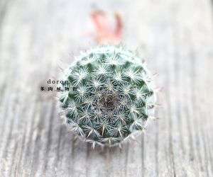 Mammillaria hahniana【玉翁】 仙人掌科乳突球属，原产自墨西哥，是仙人球类的热门品种。球身布满白色软刺，春天会有桃红色小花围绕球体形成一个圈，非常别致。喜欢充足的阳光，耐旱，干透了再浇水，避免将水浇到球体。冬日放在室内向阳处，注意保温，同时减少浇水或断水。