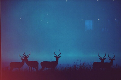 Deer。