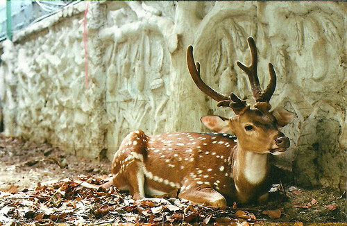 Deer。