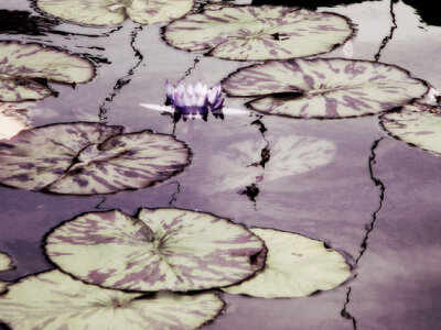 Purple violet flower lily pads pond