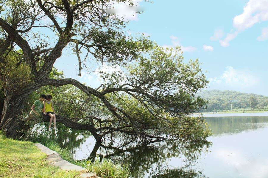 金门县古岗湖旁大树link：《夏天协奏曲》《夏天协奏曲》讲述了在台北念书的高中女生暑假回到金门，认识了两位当地男生，三人间谱出一段青春、阳光，却结局凄美的爱情故事。本片全部在金门取景，包括海边的碉堡、郊区、机场、山地甚至市内的小吃店或冰店，上图中男女主角则是坐在金门古岗湖边的大树上