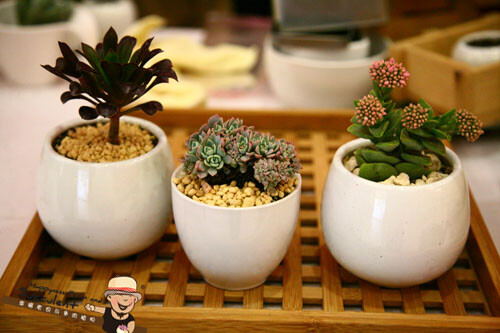 五彩的石莲缀化配上经典的日式茶托 有味道哦