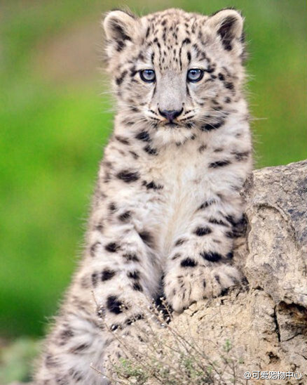 小雪豹又萌又呆