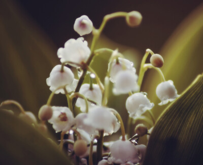 Anna Aden 摄影系列作品“ 山谷里的百合花”
