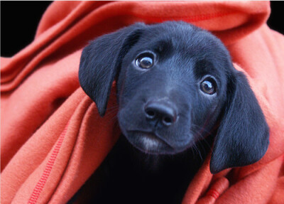 cute black puppy