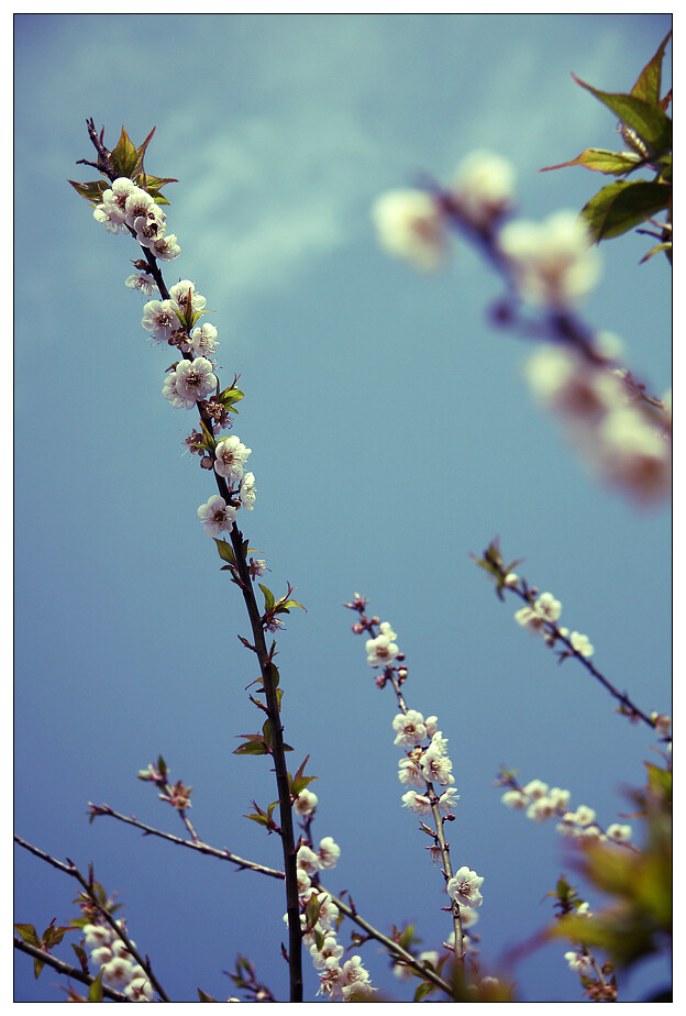 寒冬中迎风的美丽