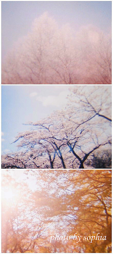 4月的樱花和富士山上被雪覆盖的树。