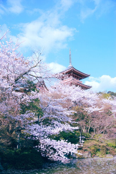 漫山樱花