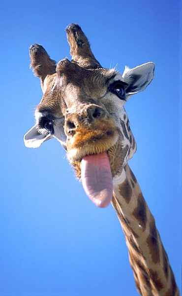 giraffe