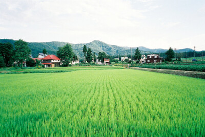 生活在日本