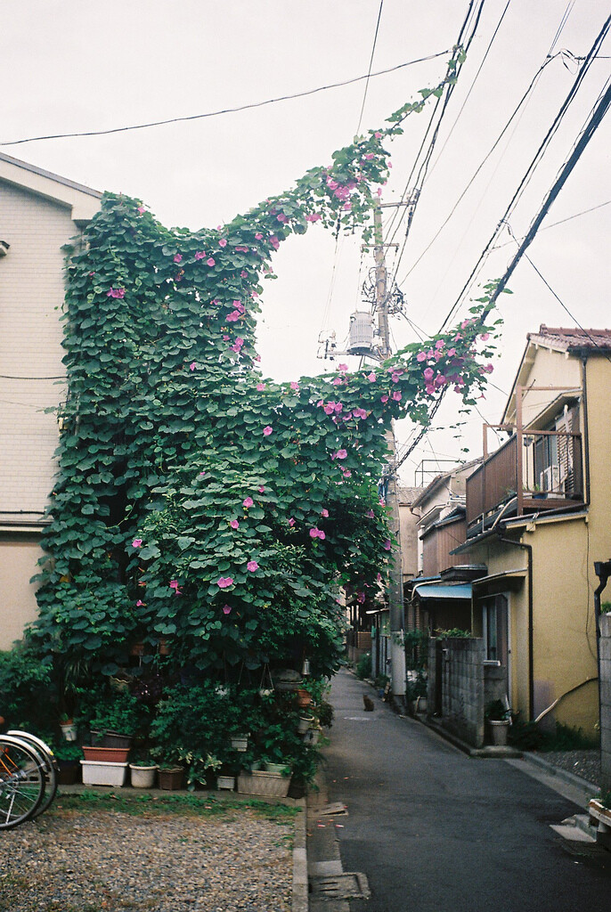 生活在日本