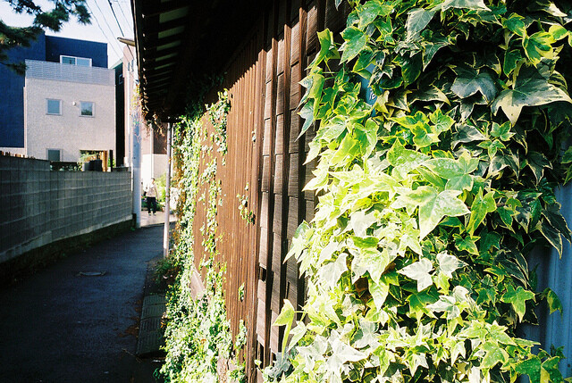 生活在日本