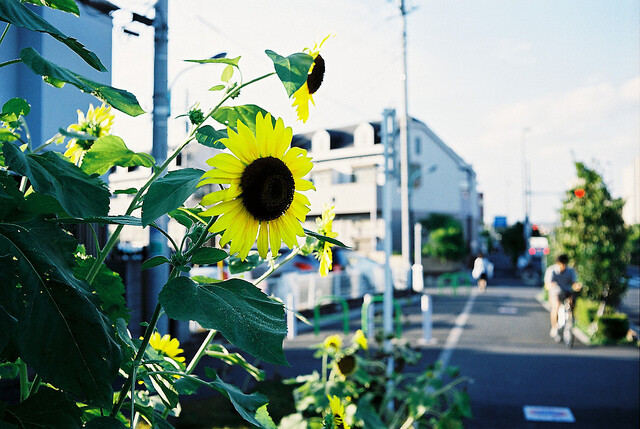 生活在日本