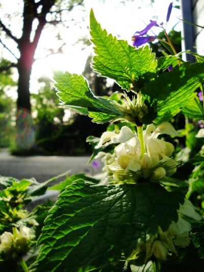 野芝麻 Lamium barbatum Sieb. et Zucc. 唇形科