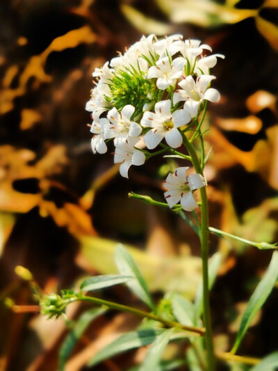 泽珍珠菜 Lysimachia candida Lindl. 报春花科