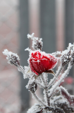 冰雪月季