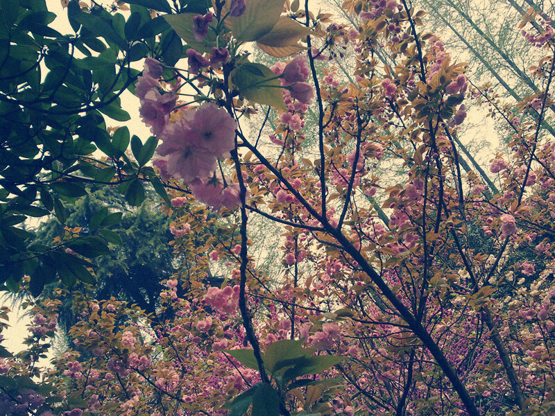 雨樱花