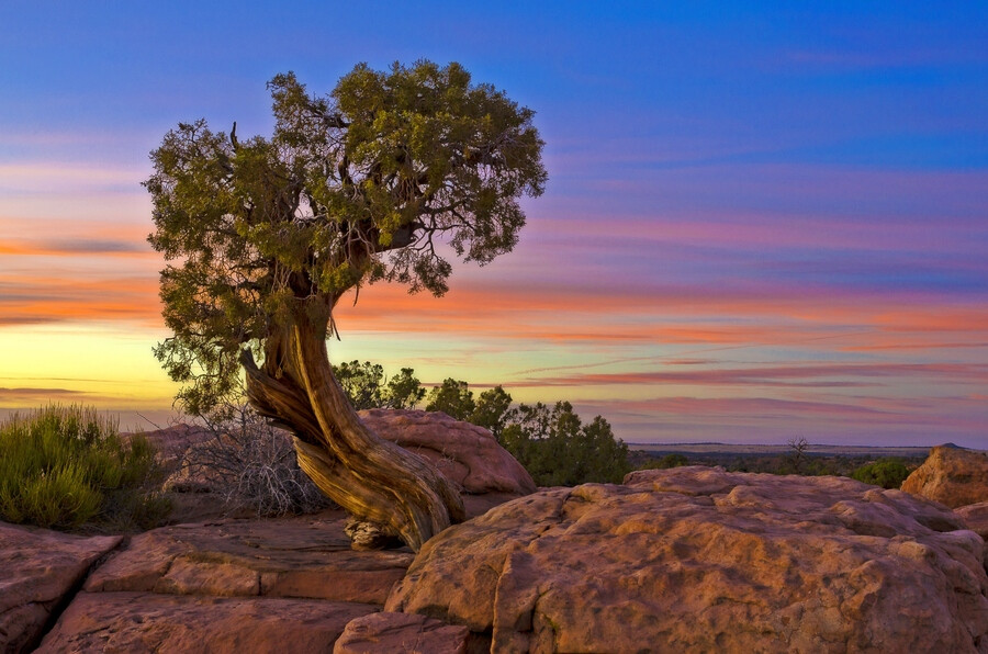 "Desert Juniper"